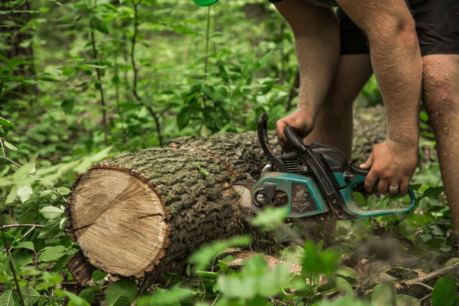 The Steps Involved in Our Tree Care Process in Montrose, PA